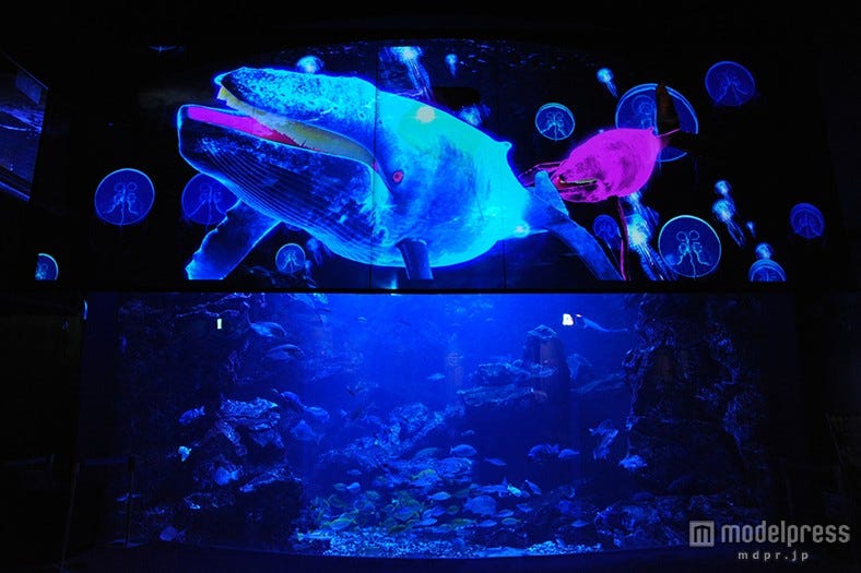 「京都水族館」の3Dプロジェクションマッピングで冬だけの感動体験