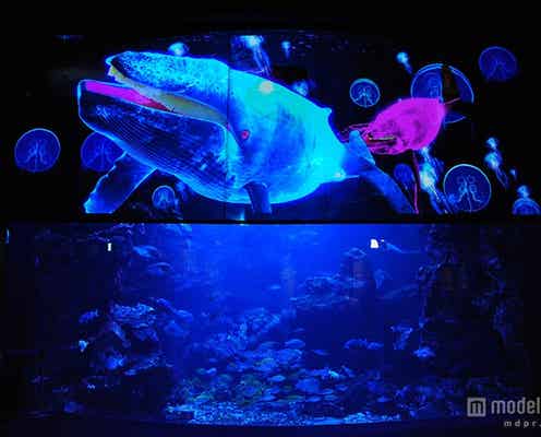 「京都水族館」の3Dプロジェクションマッピングで冬だけの感動体験