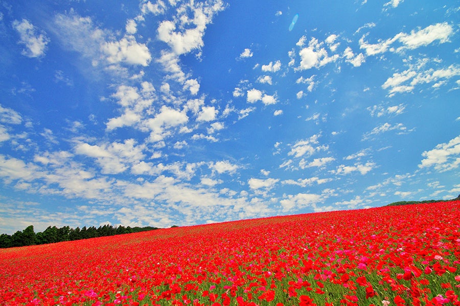 天空のポピー2018