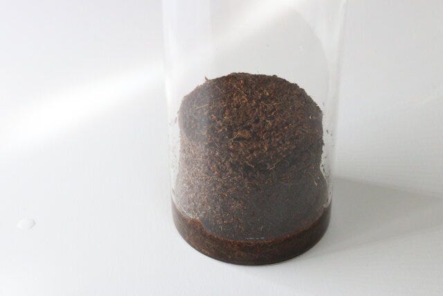 ダイソー　栽培セット