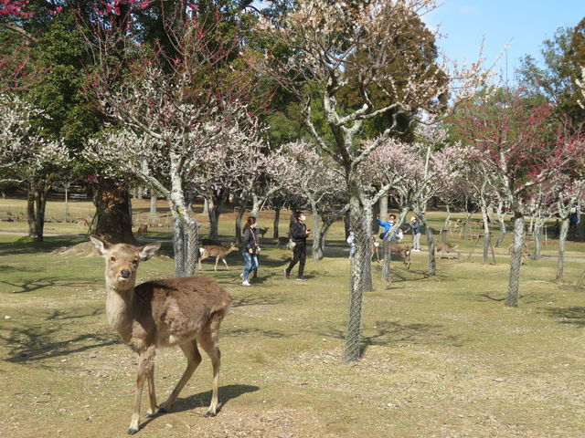 見頃はもうすぐ！鹿とのコラボレーションに癒される「奈良公園」の梅絶景【奈良県奈良市】