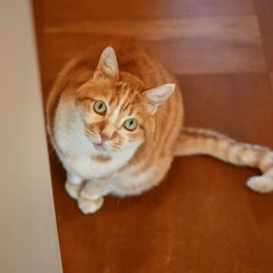 私が守らなきゃ…!アクシデントが起きたときの、飼い猫への対応とは