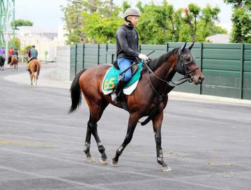 【新馬戦】ショウナンガレオン 函館から出港！洋芝もOK！新種牡馬フライトライン2勝目へ