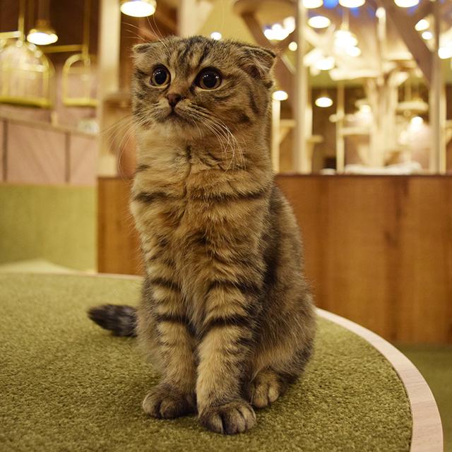 オシャレすぎる猫カフェ「MoCHA（モカ）」の大阪初店舗で猫ちゃんに癒 