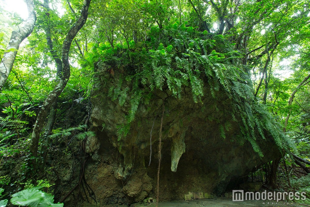 ガンガラーの谷は最高の森林浴スポット