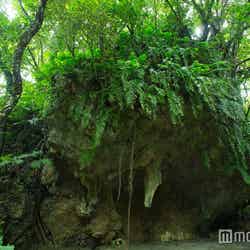 ガンガラーの谷は最高の森林浴スポット