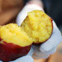 横浜おいも万博/提供画像