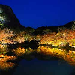 星の華/画像提供:ダイスプロジェクト