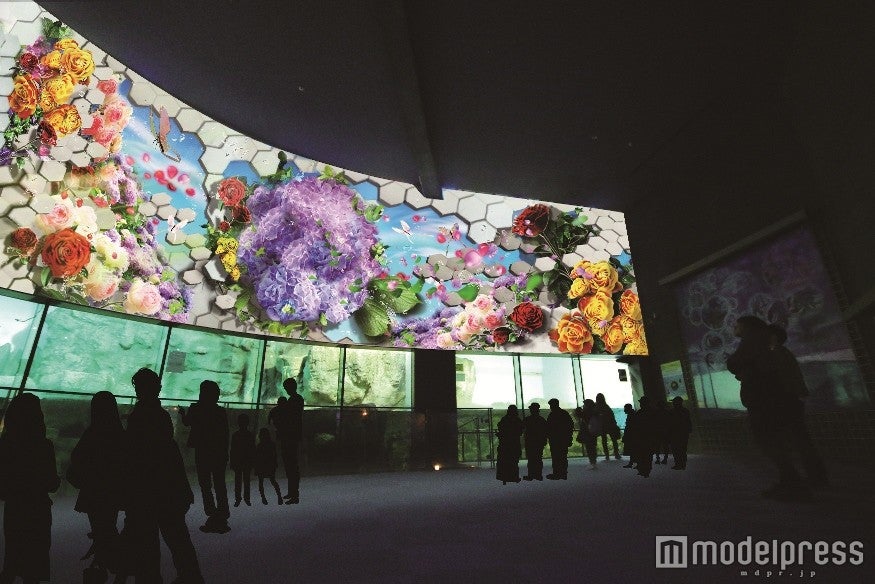 「SPRING AQUA FLOWERS」／画像提供：横浜八景島