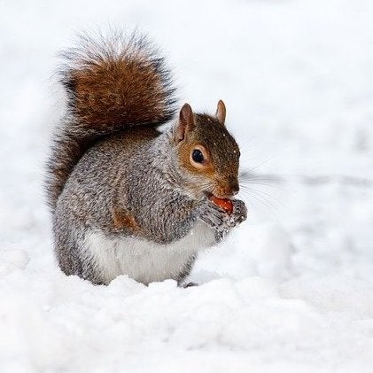 雪に関連する言葉はこんなにもおしゃれで美しい その意味も合わせて知りたい表現 モデルプレス