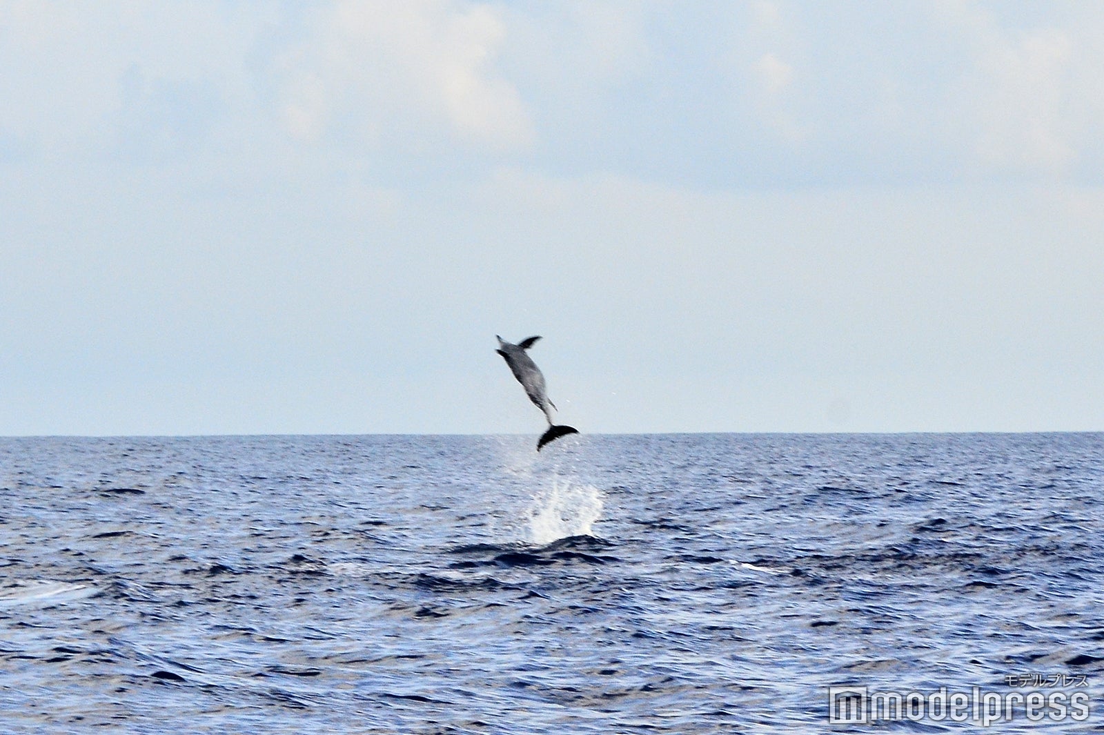 サンセットシャンパンクルーズ／運が良ければイルカの大ジャンプの瞬間も（C）モデルプレス