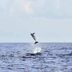 サンセットシャンパンクルーズ/運が良ければイルカの大ジャンプの瞬間も(C)モデルプレス