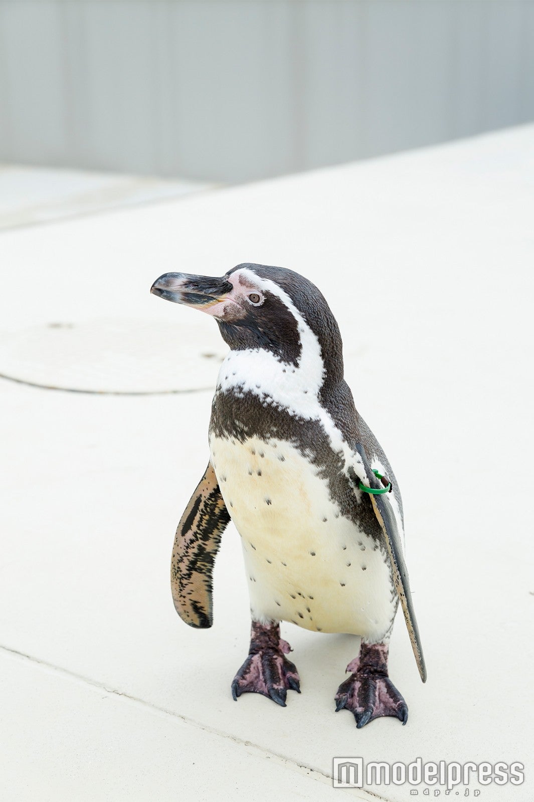 志摩マリンランド／
ペンギンのウーちゃん
