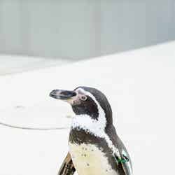 志摩マリンランド/
ペンギンのウーちゃん