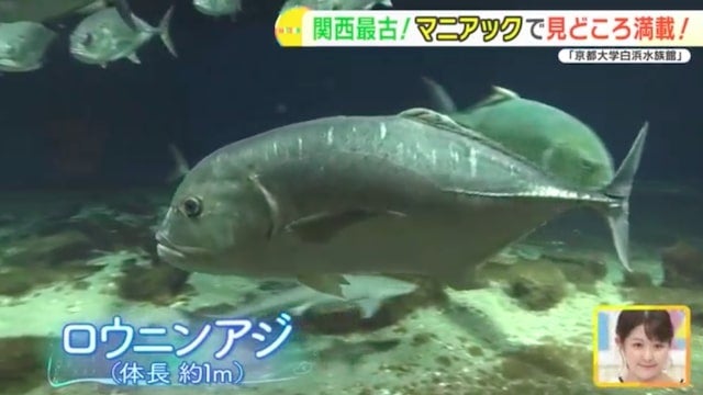 地元の生き物を展示する関西最古の水族館！「京都大学白浜水族館」