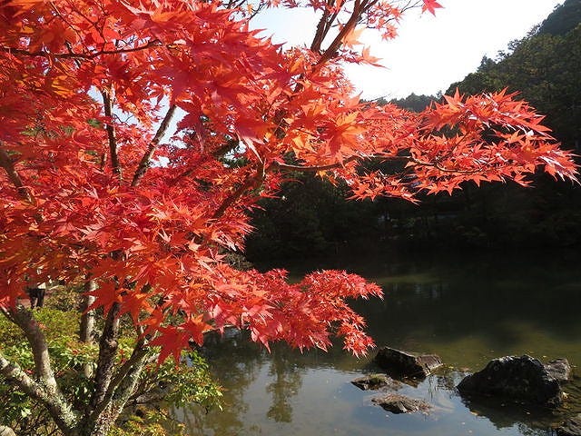 美しい庭園に一目惚れ…！地元の人が教える奈良の「紅葉スポット」