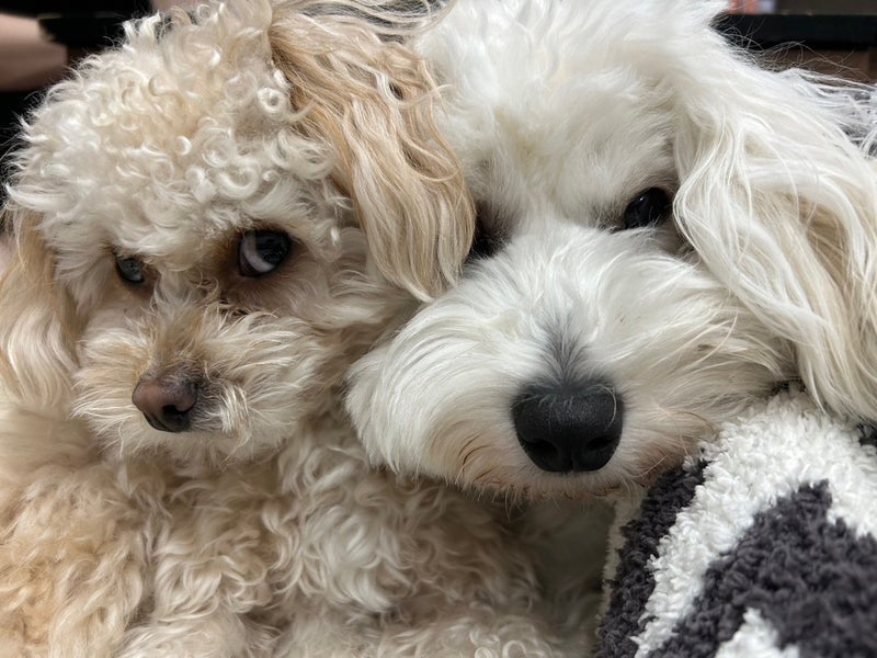 ちょこ、ぼん（提供写真）