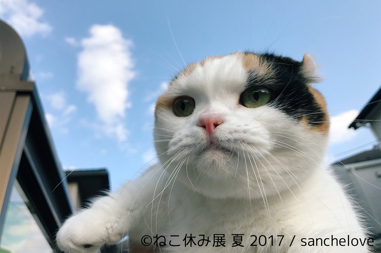 ねこ休み展／画像提供：BACON