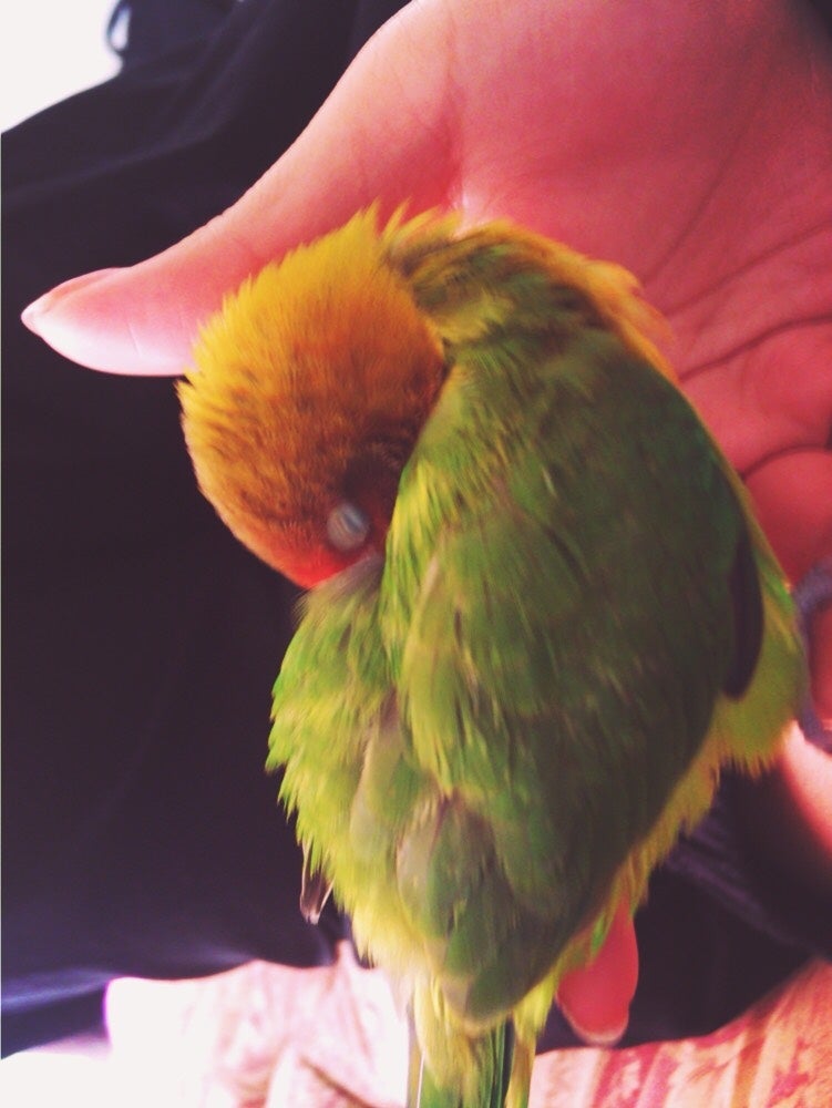 池田エライザの愛鳥“ぴじょん”（画像提供：所属事務所）