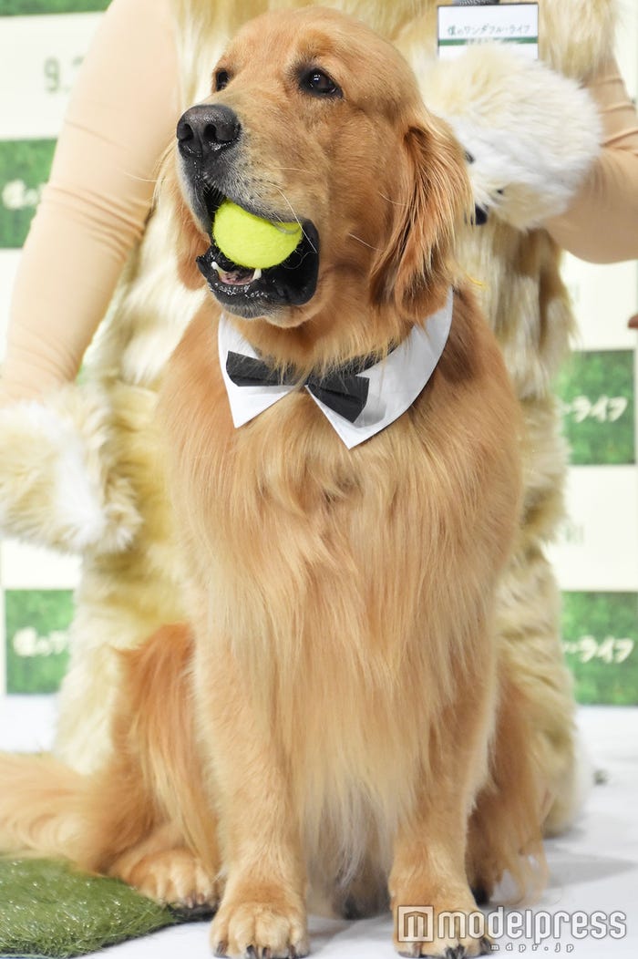 ゼウスくん(C)モデルプレス