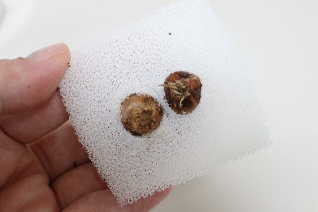 ゼフィランサス桃　水耕栽培