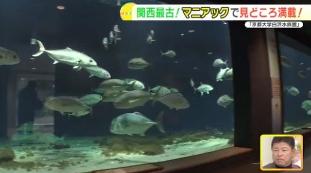 地元の生き物を展示する関西最古の水族館！「京都大学白浜水族館」