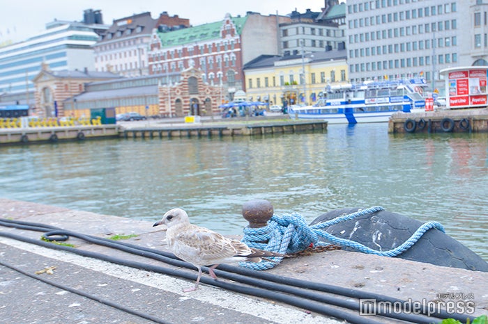 港のあちこちにカモメが （C）ビューティーガール
