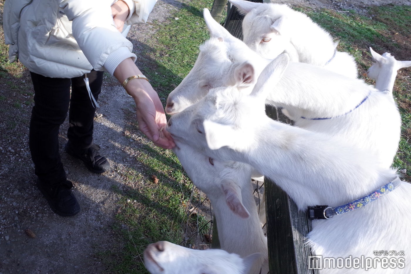 ドメーヌレゾン（C）モデルプレス