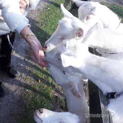 ドメーヌレゾン(C)モデルプレス