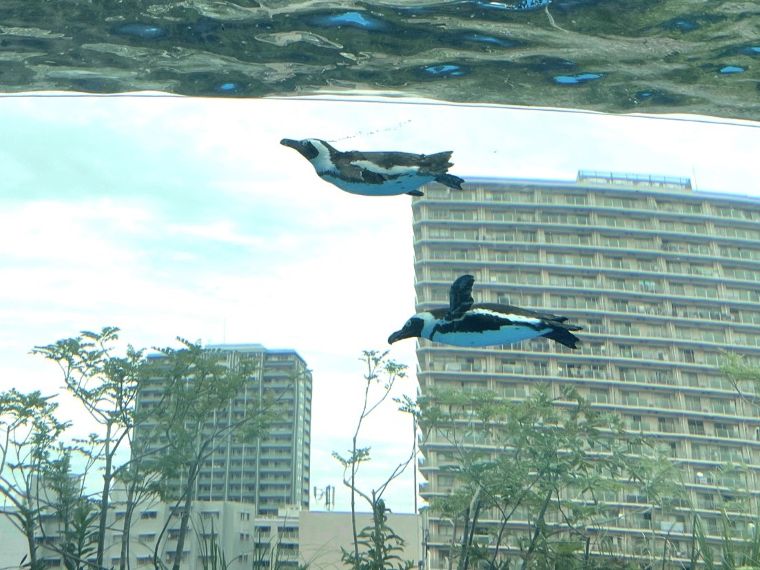 水族の居場所 高層ビルの屋上の“海”