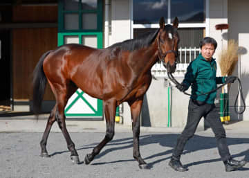 【京成杯】アクセス 意欲の東上だ 初戦出遅れも3馬身差圧勝 上村師「クラシックに乗せていける」素質に太鼓判