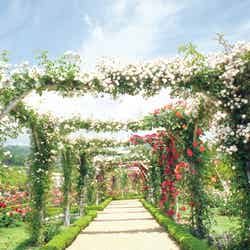 きれいな景色を眺めたり、カフェでひと休みしたり…とあっという間に時間が過ぎてしまいます(提供画像)