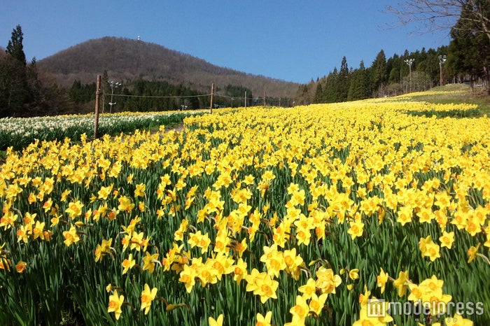 北関東最大級の水仙園が満開に 100万株の黄色の花絨毯をライトアップ 女子旅プレス 北関東最大級の水仙園が満開に 100万株の黄色の花絨毯をライトアップ 女子旅プレス
