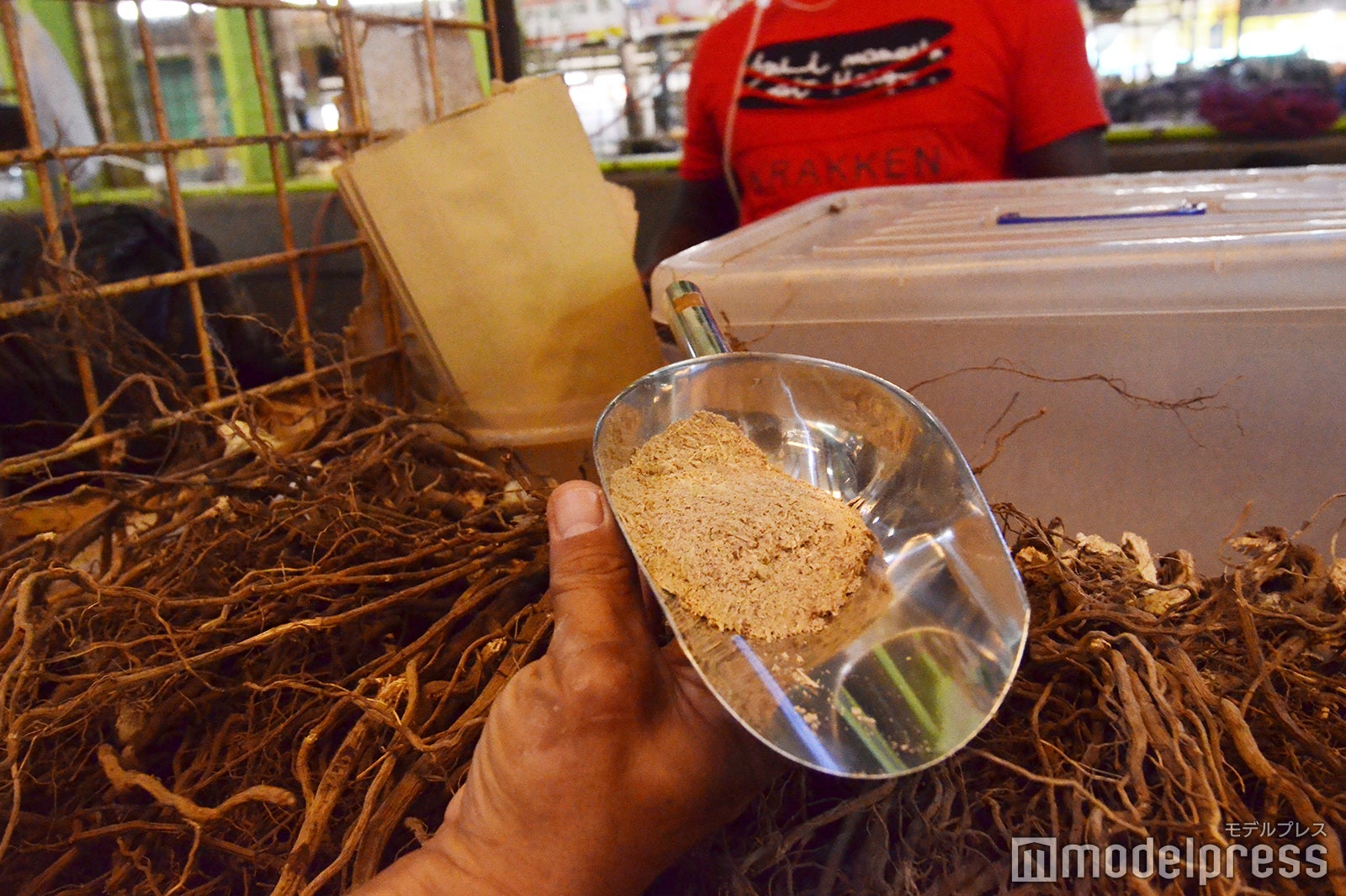 伝統的な嗜好飲料“カヴァ”の原料となる植物の根／フィジー（C）モデルプレス