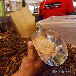 伝統的な嗜好飲料“カヴァ”の原料となる植物の根/フィジー(C)モデルプレス