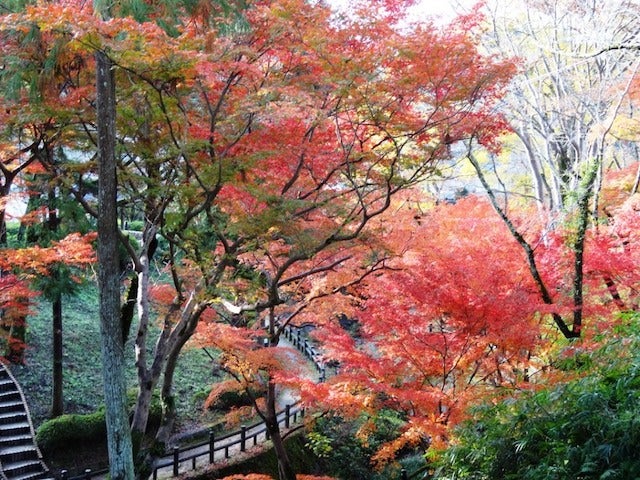 【和歌山】まもなく見頃！紅葉を眺めながらお散歩ができる「根來寺」