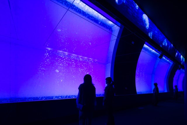 クラゲ大水槽[クラゲ365] （提供画像）