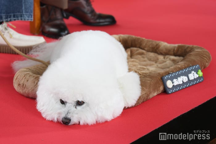 くつろいでいるポンちゃん(C)モデルプレス