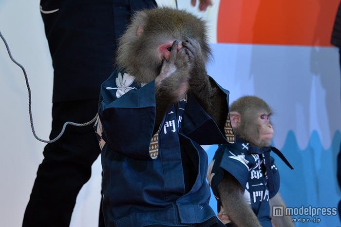 照れた様子を見せた芸猿・りく