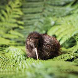 レインボー・スプリングス自然公園(提供写真)