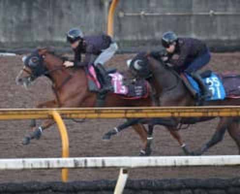 【ファンタジーS】フェスティバルヒル 自己ベストで3馬身差先着 四位師「新馬の頃より大人に」確かな成長実感