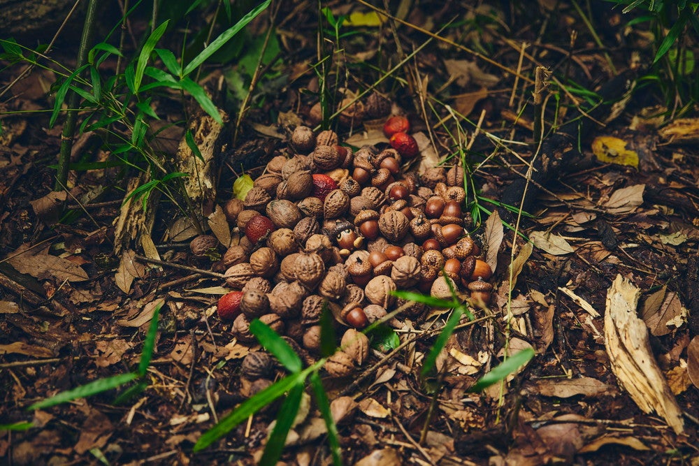 ポケモンワンダー／画像提供：ポケモン