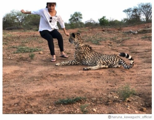 川口春奈「チーターに襲われそうになった写真」を披露　ファンから驚きと心配の声