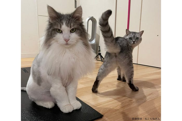 じわじわくる画像 猫 じわじわくる画像 猫