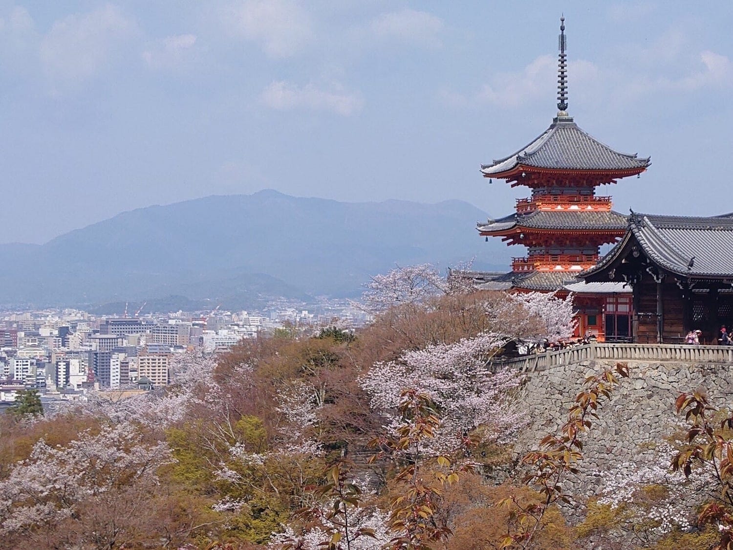 京都の桜、どこが正解? “名所のプロ”が本気で推す「一生に一度は見たい」春の絶景3選【2026年最新】