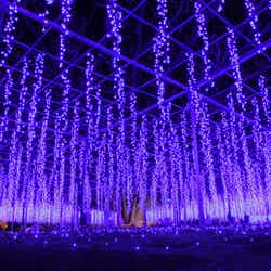 光の花の庭~Flower Fantasy~/画像提供:足利フラワーリゾート