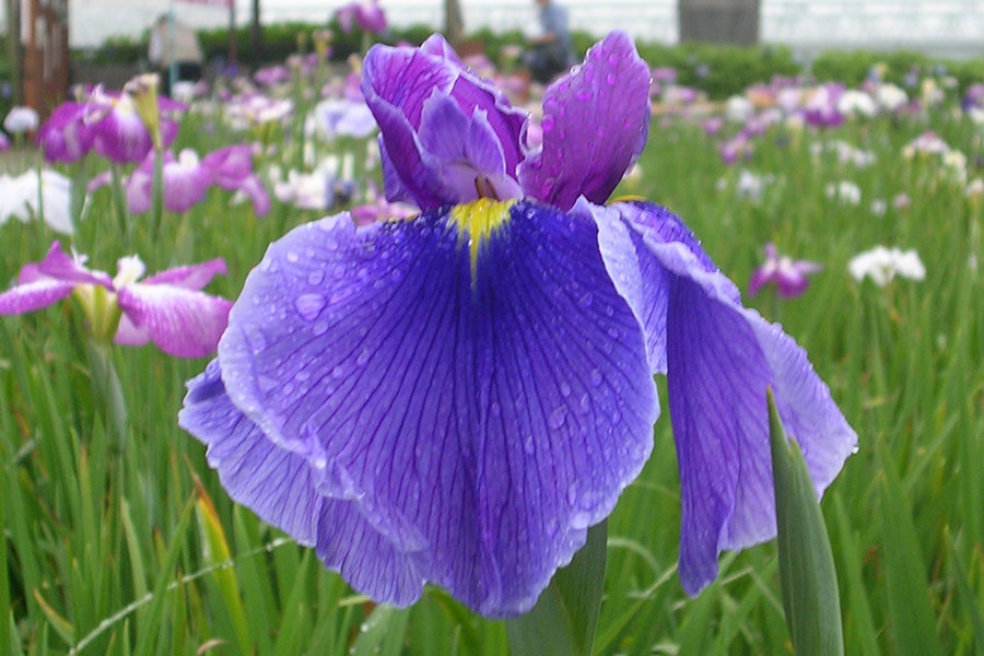 小岩菖蒲園まつり