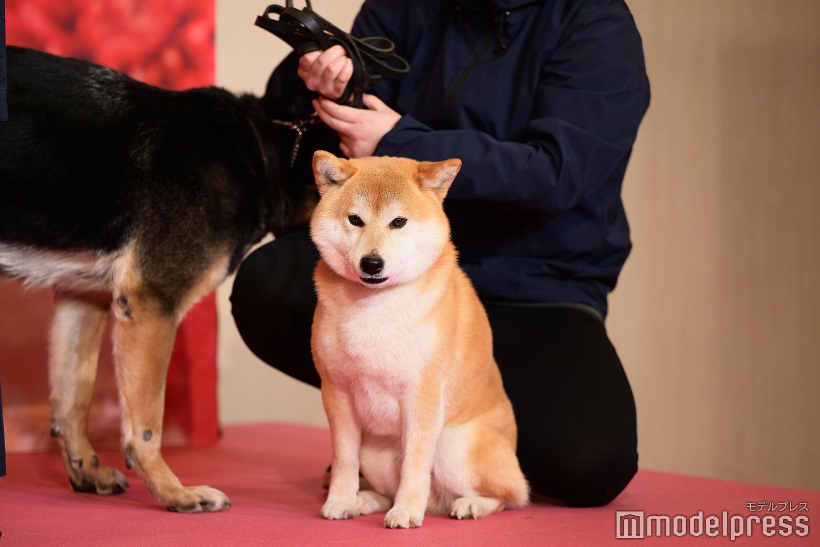 スペシャルゲストとして登場した犬たち（C）モデルプレス