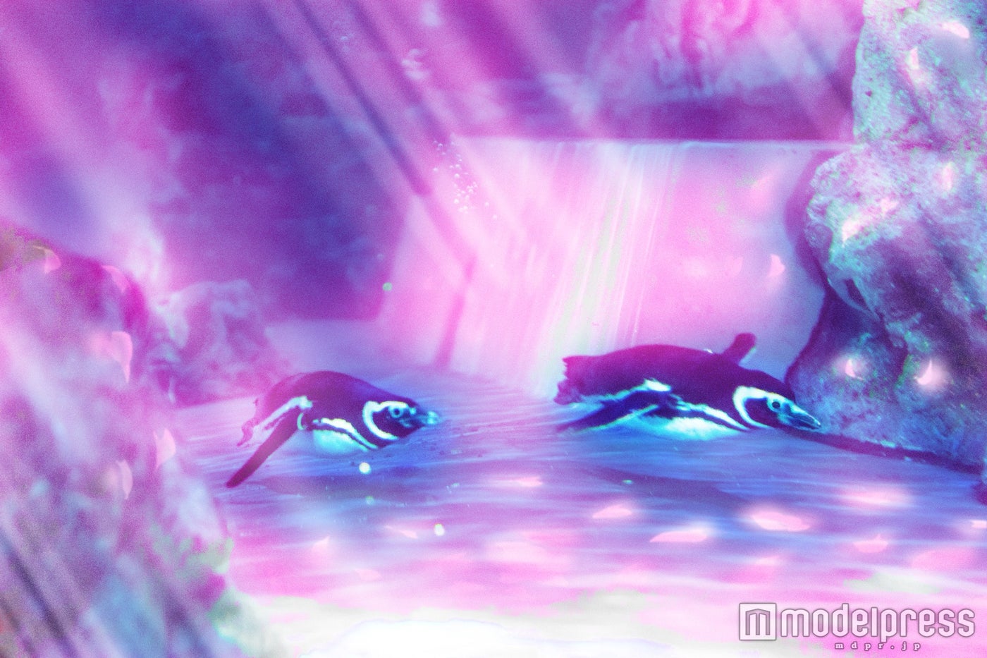 光を追いかけて泳ぐペンギンイメージ／画像提供：すみだ水族館