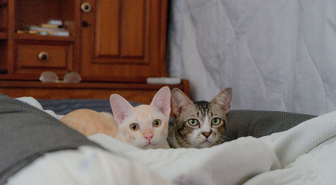 結局のところ1番好きな猫の種類ランキング モデルプレス